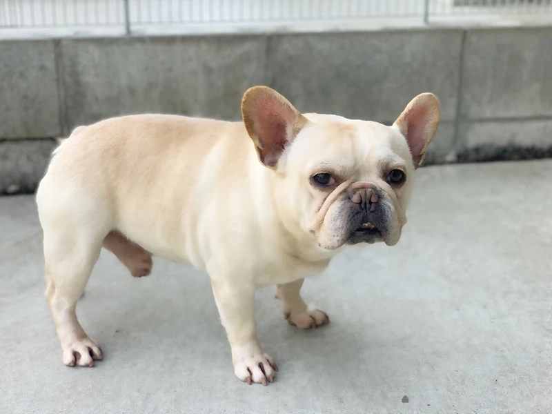 Tan chảy với nét cưng của chó Bull Pháp cute