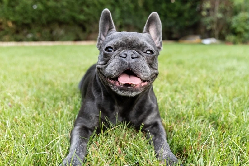 Cười nghiêng ngả cùng chó Bull Pháp hài hước