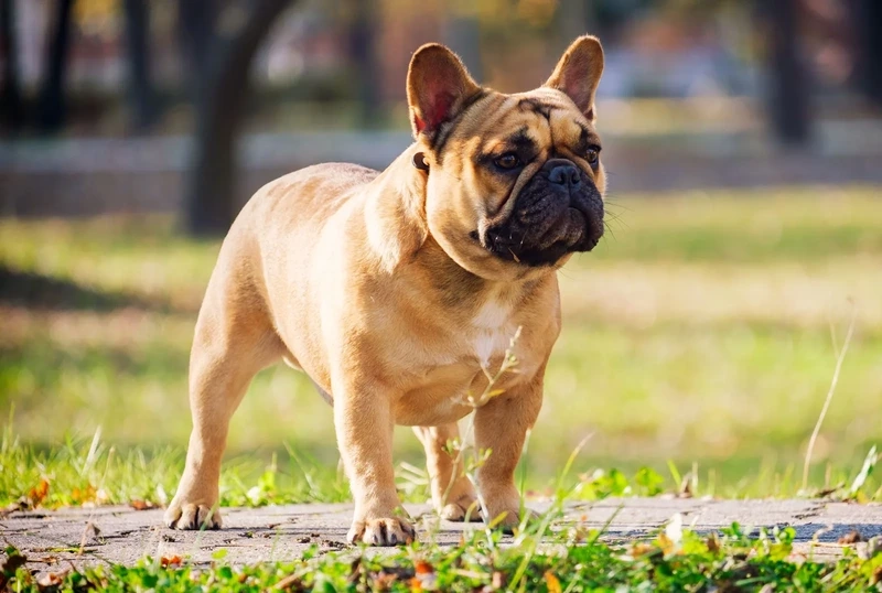 Ngọt ngào lan tỏa từ chó Bull Pháp dễ thương