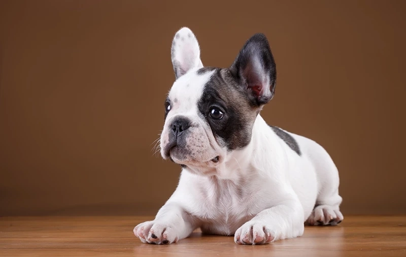 Sự lanh lợi thông minh của chó Bull Pháp thông minh