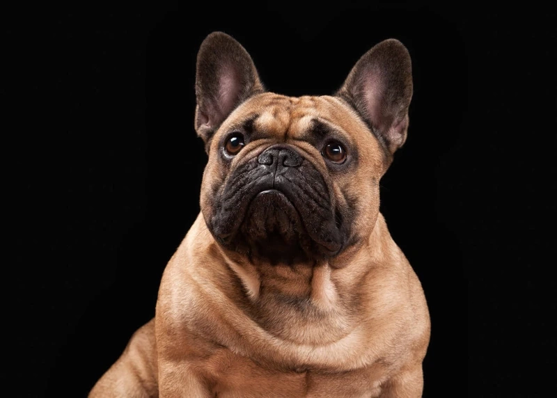 Ngộ nghĩnh vô cùng là chó Bull Pháp béo