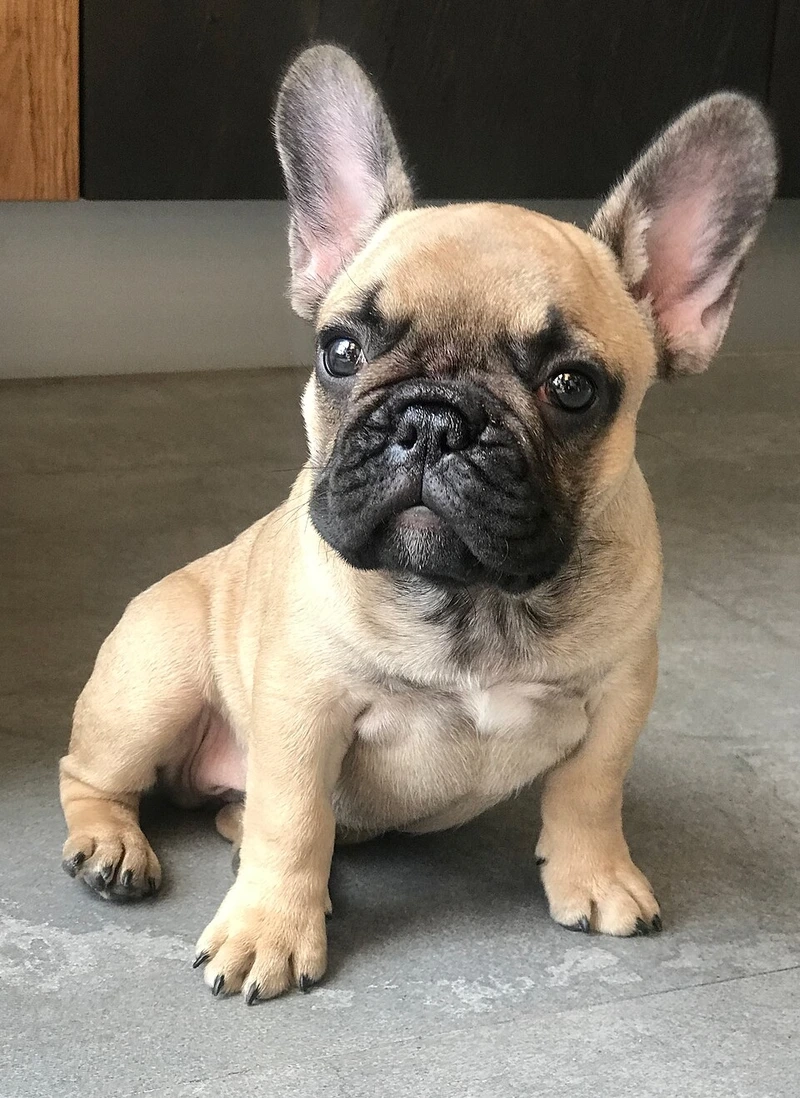 Đôi tai đặc trưng của chó Bull Pháp tai dơi