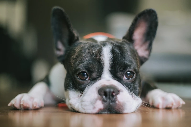 Khoảnh khắc đáng nhớ với chó Bull Pháp chụp hình