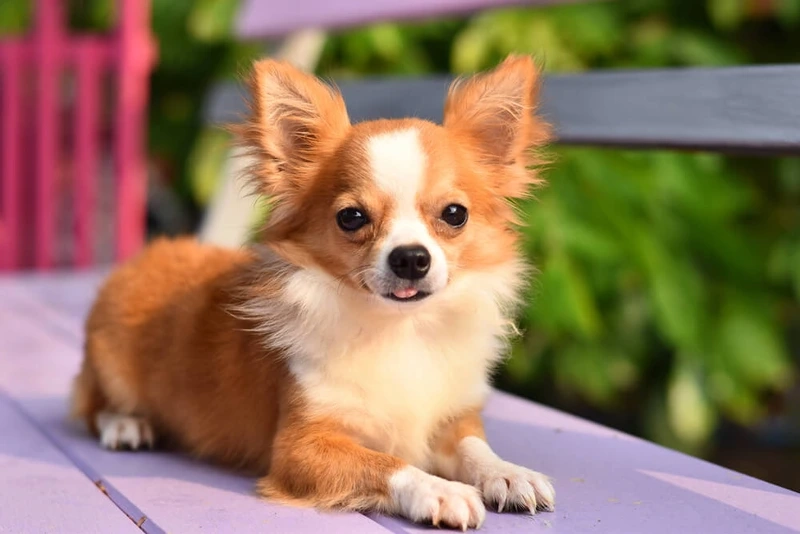Đặc điểm của chó Chihuahua và nét thu hút đặc biệt