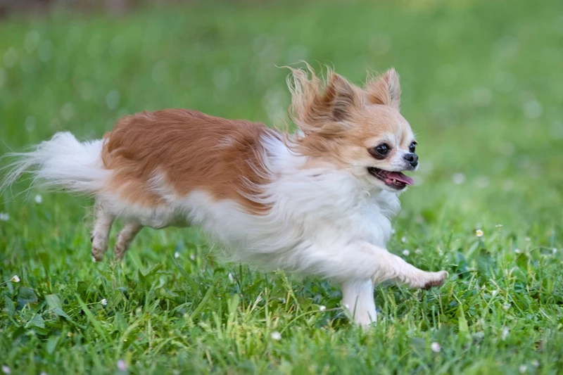 Bé cưng nổi bật với ảnh chó Chihuahua dễ thương