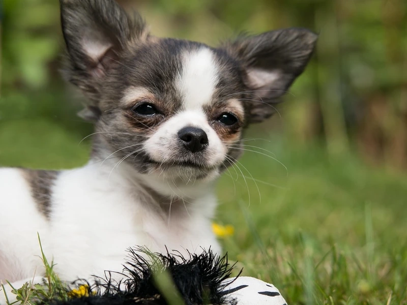 Nhỏ xíu mà siêu đáng yêu chó Chihuahua nhỏ xíu