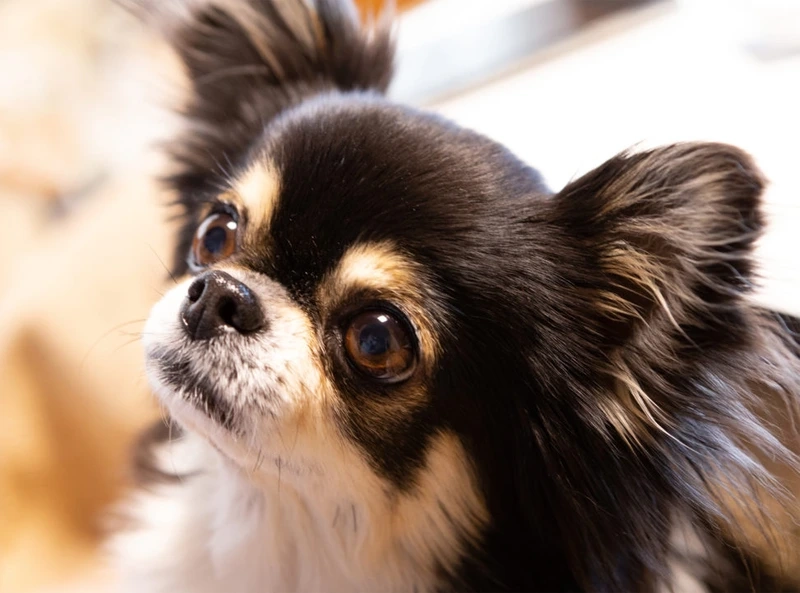 Dáng mini siêu xinh chó Chihuahua mini