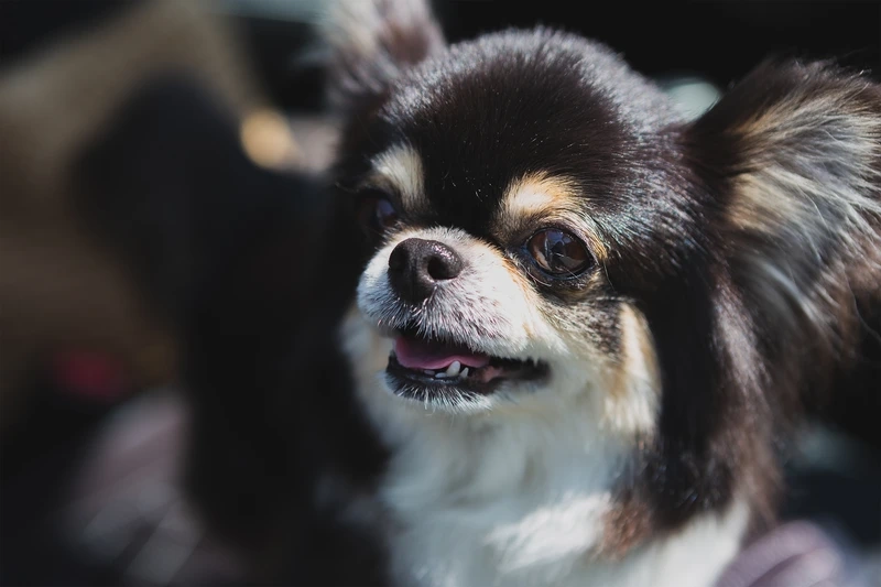 Pose dáng cực chất từ chó Chihuahua tạo dáng