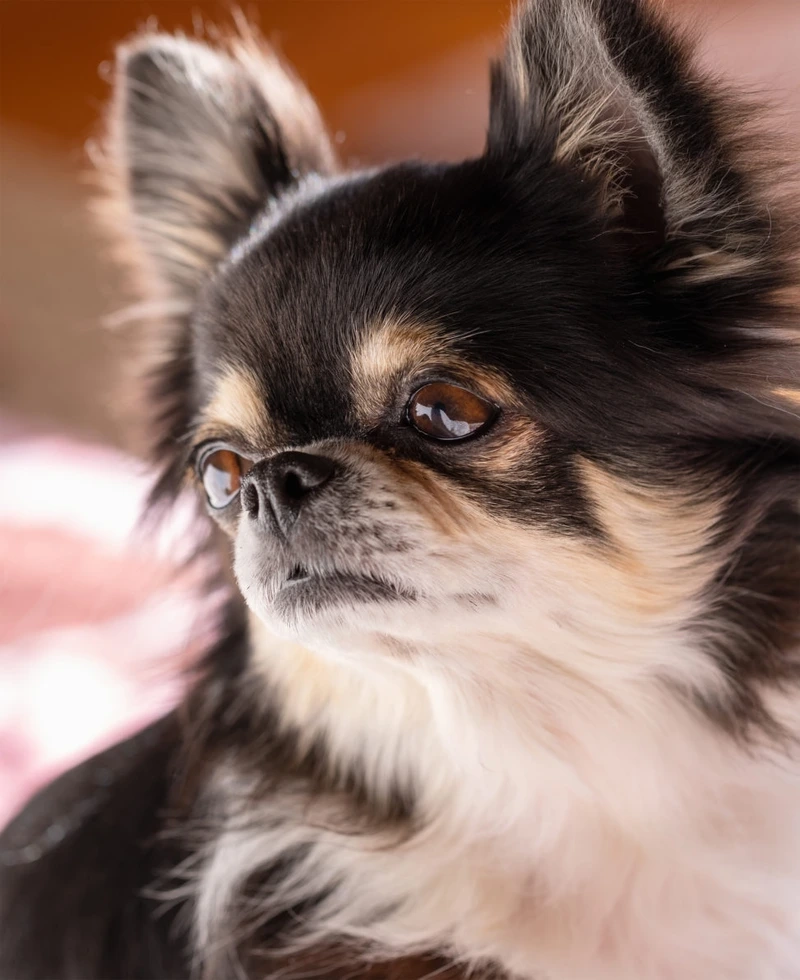 Nhìn phát mê ngay chó Chihuahua cute