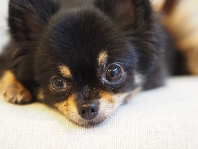 Hình mini siêu cưng từ ảnh Chihuahua mini