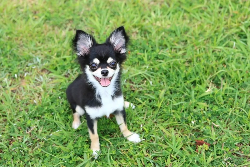 Dễ thương nao lòng với hình Chihuahua dễ thương