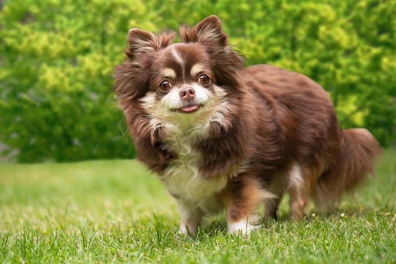 Nhỏ nhắn nhưng rất nổi bật hình Chihuahua nhỏ nhắn