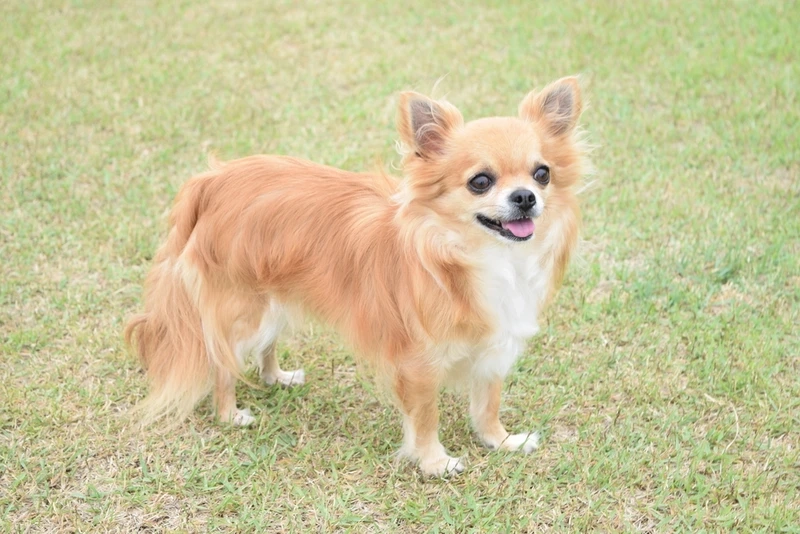 Vẻ đẹp thanh thoát từ ảnh Chihuahua đẹp