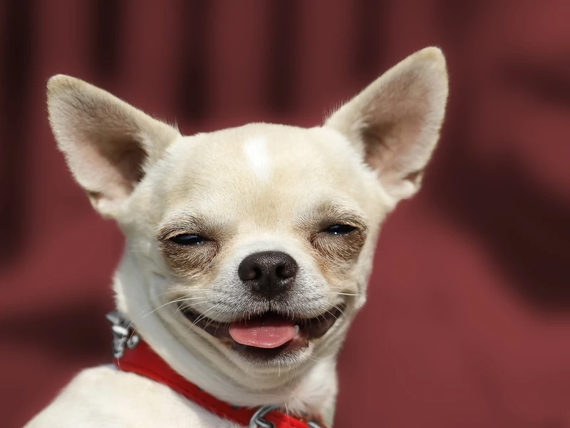 Sắc trắng tinh khôi chó Chihuahua trắn