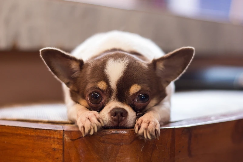 Bé tinh nghịch vô cùng chó Chihuahua tinh nghịch