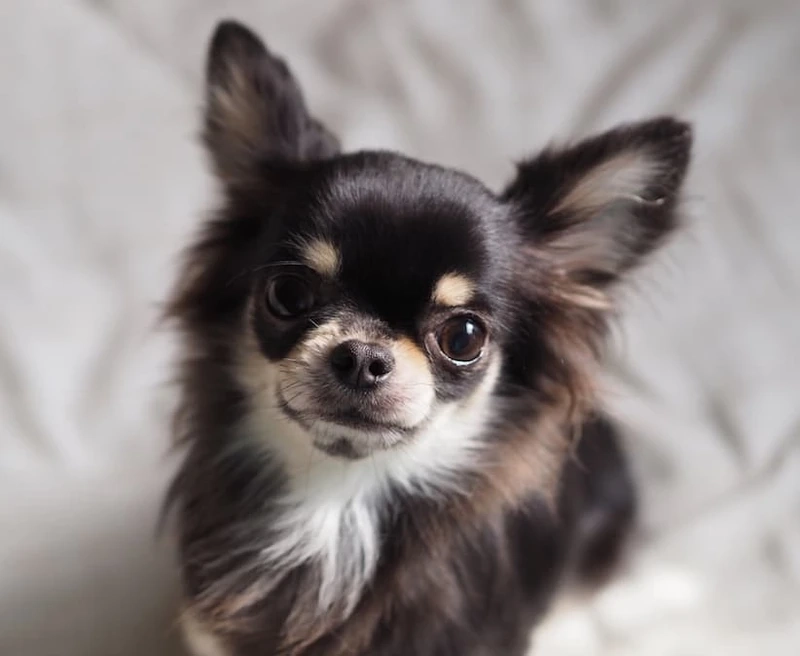 Pha nghịch siêu vui của chó Chihuahua nghịch ngợm