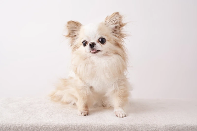 Ánh mắt siêu yêu của chó Chihuahua đáng yêu