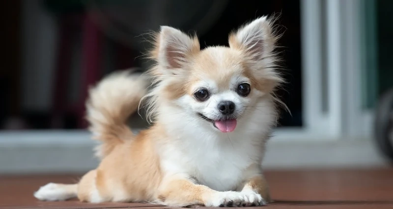 Thuần chủng đẹp tuyệt ảnh Chihuahua thuần chủng