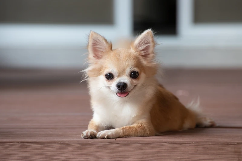 Cute hết phần thiên hạ ảnh Chihuahua mini cute