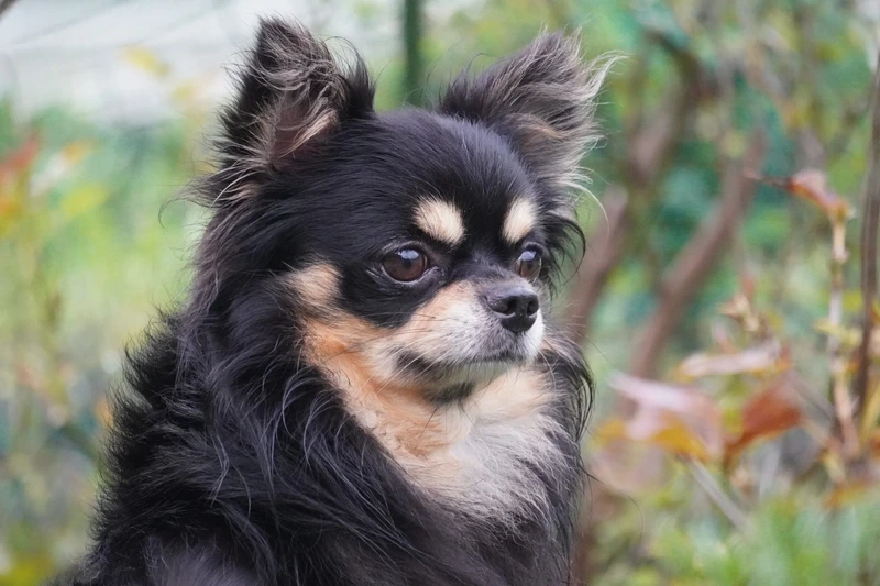 Bé nhỏ xíu mà lanh lợi chó Chihuahua nhỏ xíu