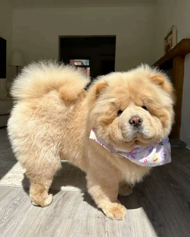 Đặc điểm của chó Chow Chow độc đáo