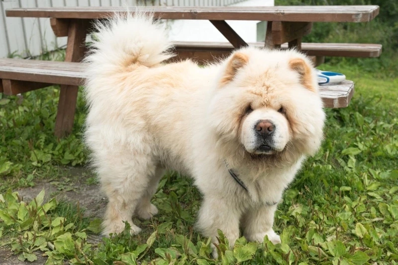 Ngắm vẻ dễ thương tuyệt vời của ảnh chó Chow Chow dễ thương