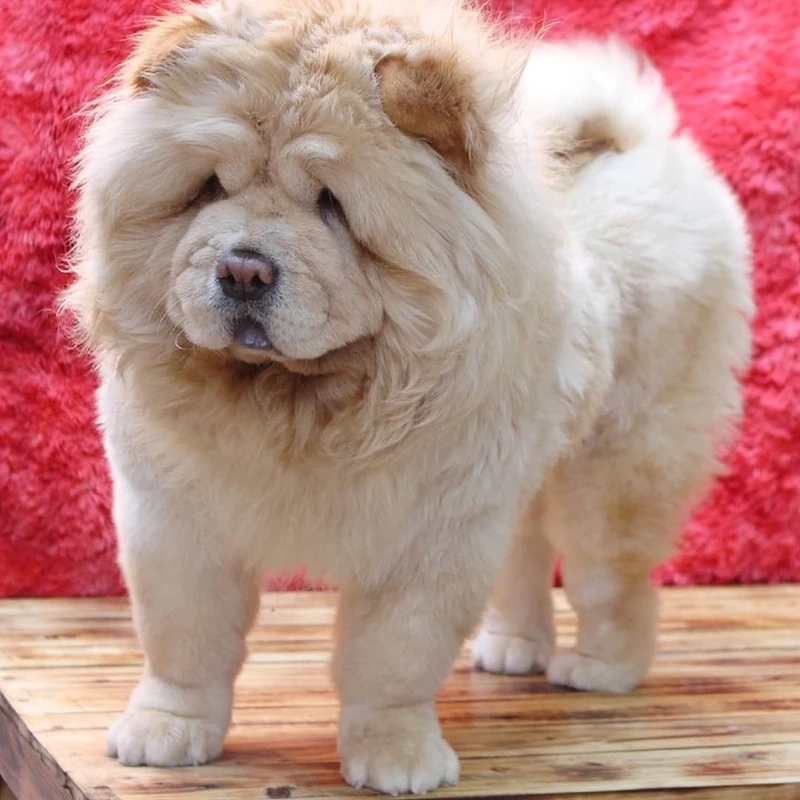 Gương mặt dễ thương siêu cưng của chó Chow Chow mặt gấu