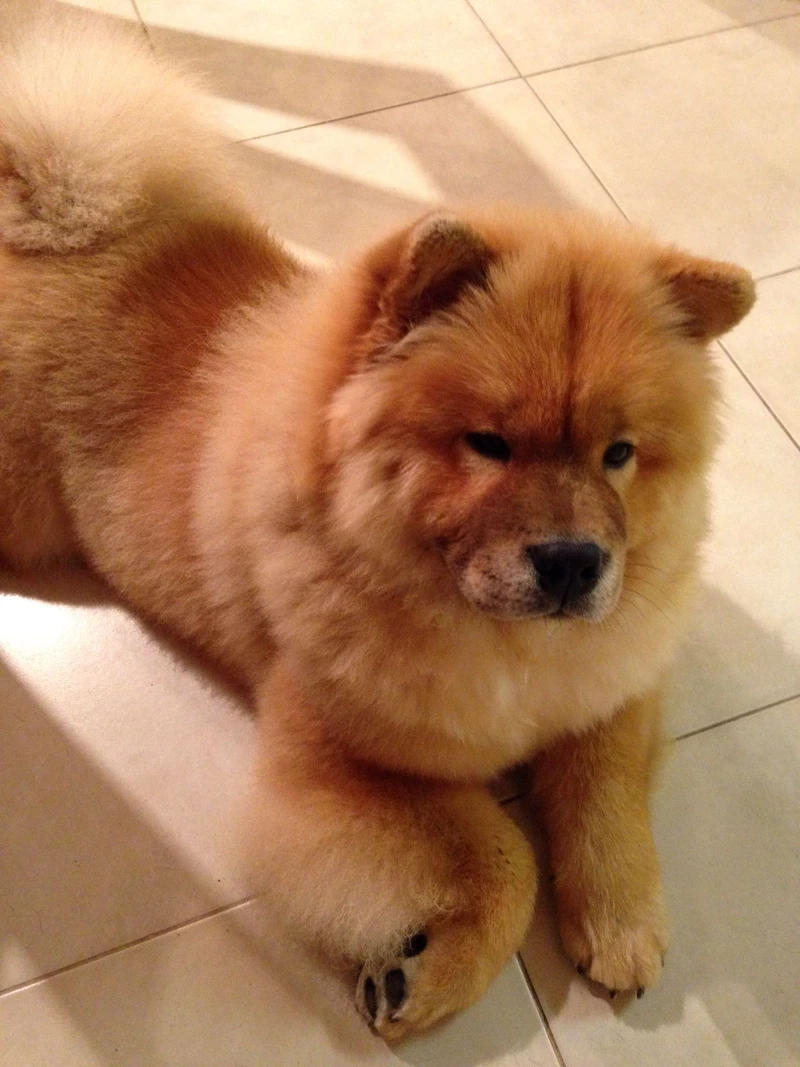 Bộ lông xù mềm mại nổi bật của chó Chow Chow lông xù