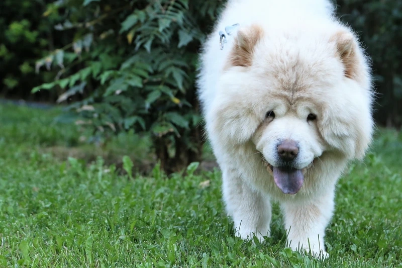 Tan chảy trước biểu cảm đáng yêu của chó Chow Chow cute