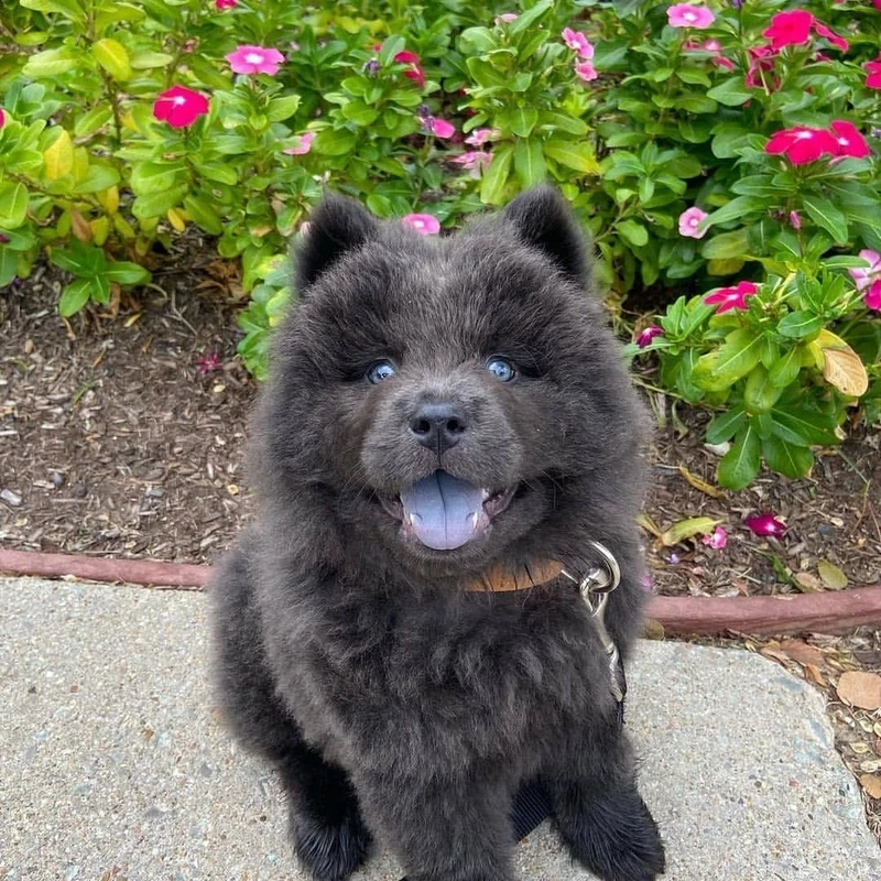 Tạo dáng nổi bật và cuốn hút với chó Chow Chow tạo dáng