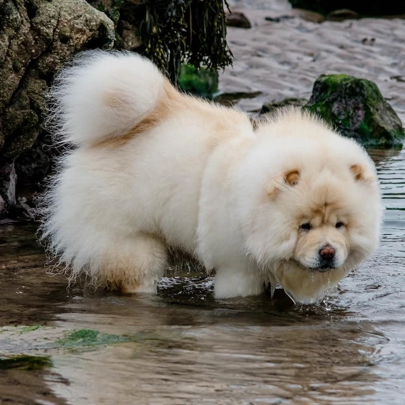 Đáng yêu hết nấc cùng chó Chow Chow đáng yêu