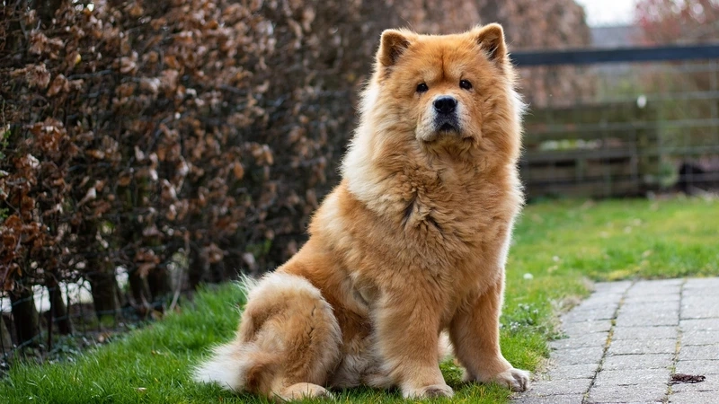 Dáng tròn mũm mĩm siêu cưng của chó Chow Chow mũm mĩm