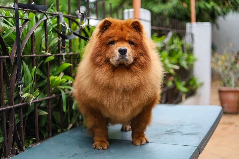 Bộ lông dày cuốn hút của chó Chow Chow lông dày
