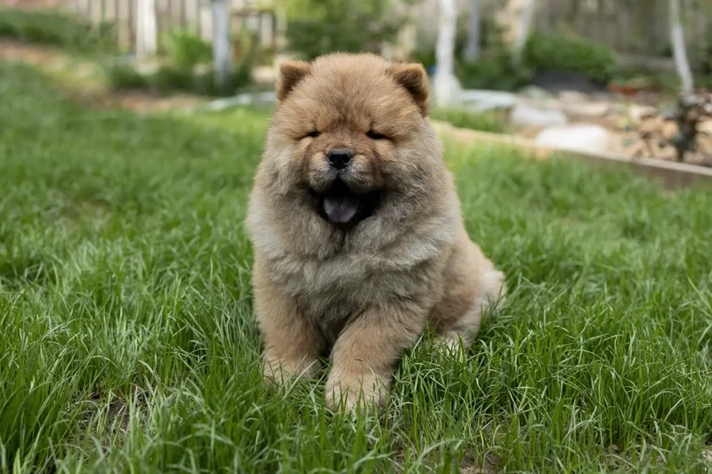 Thần thái cực ngầu của chó Chow Chow ngầu