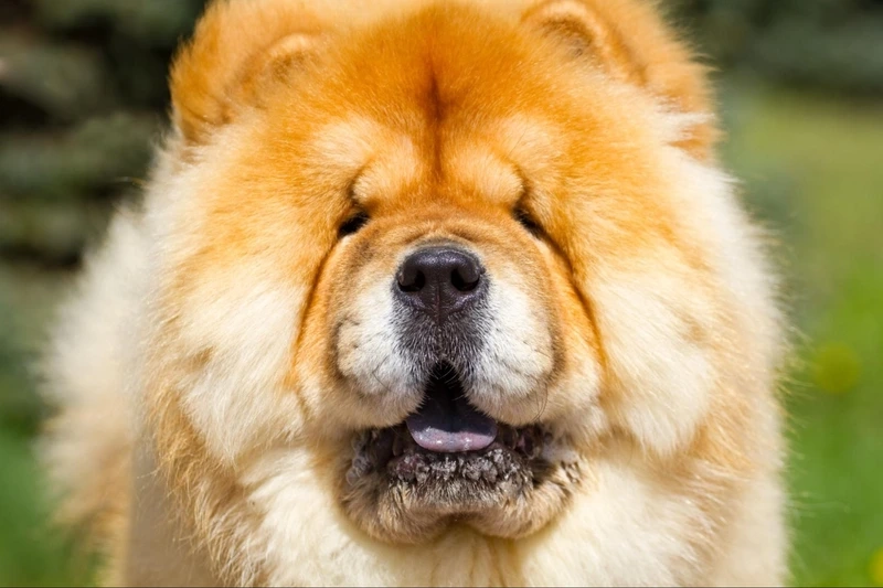 Khoe dáng siêu thần thái với chó Chow Chow khoe dáng