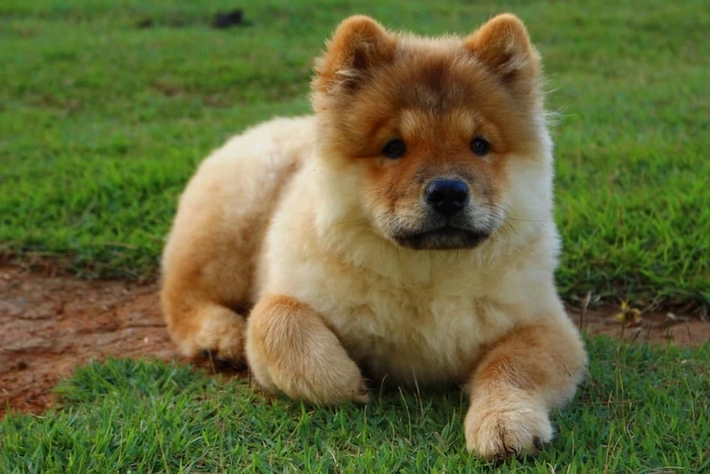 Hình ảnh nổi bật tuyệt đẹp của hình ảnh chó Chow Chow đẹp