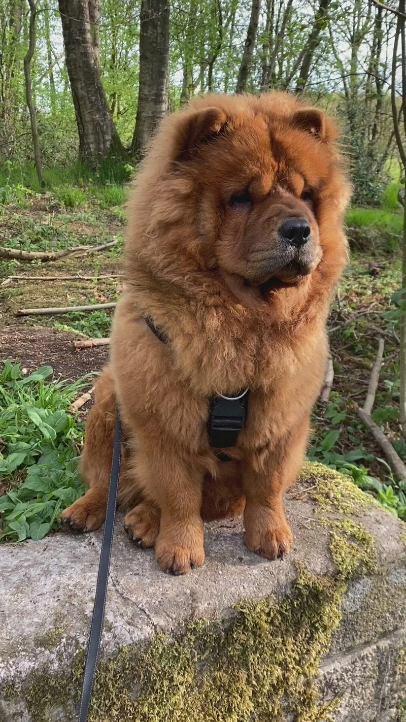 Như gấu bông dễ thương của chó Chow Chow gấu bông