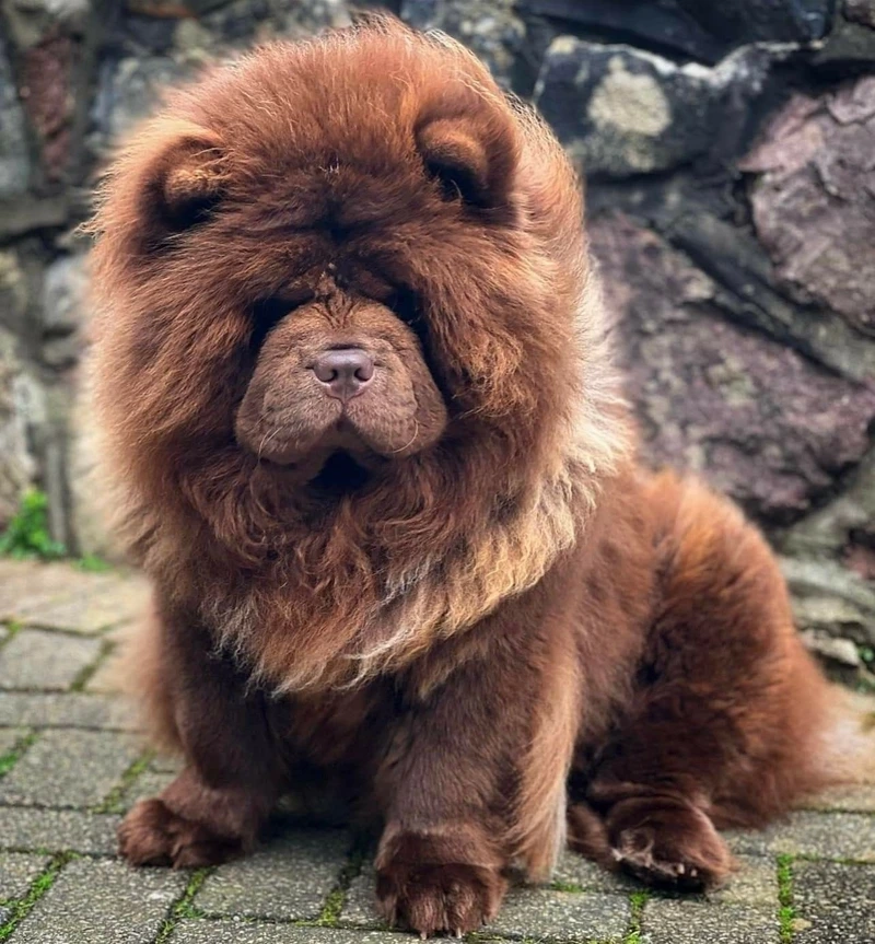 Cưng xỉu với biểu cảm của chó Chow Chow cute