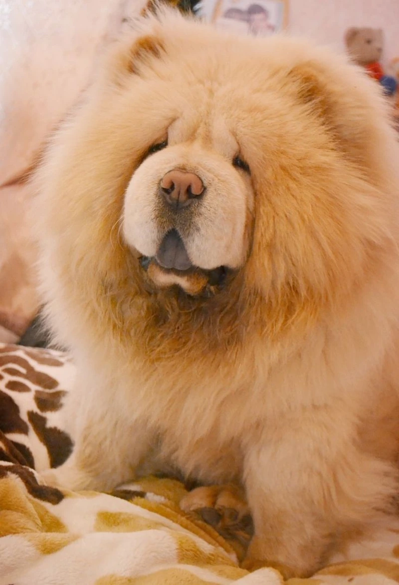 Ngọt ngào lan tỏa cùng chó Chow Chow dễ thương