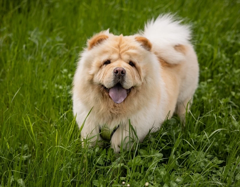 Bộ lông xù mềm mại tuyệt vời của chó Chow Chow lông xù