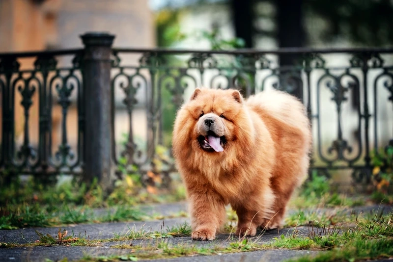 Ảnh đại diện nổi bật từ avatar chó Chow Chow