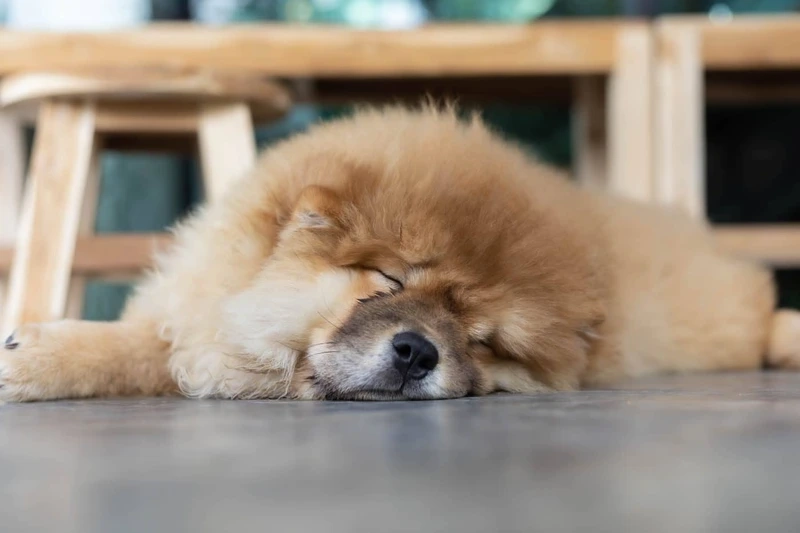 Hình nền cực xinh từ hình nền chó Chow Chow