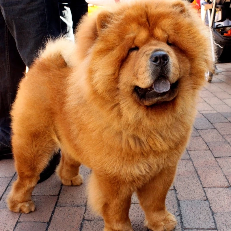 Màu nâu thu hút và nổi bật của chó Chow Chow màu nâu