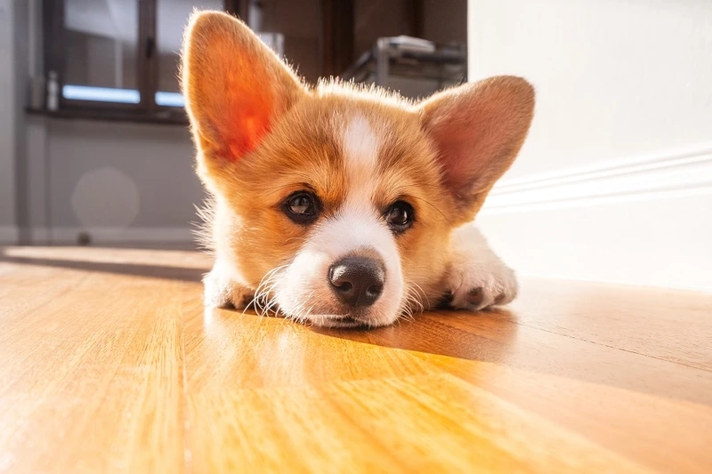 Ngắm vẻ đẹp xuất sắc của hình ảnh chó Corgi đẹp