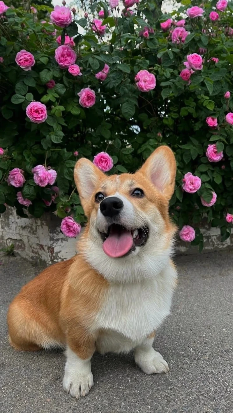 Chân ngắn cực xinh của chó Corgi chân ngắn đáng yêu