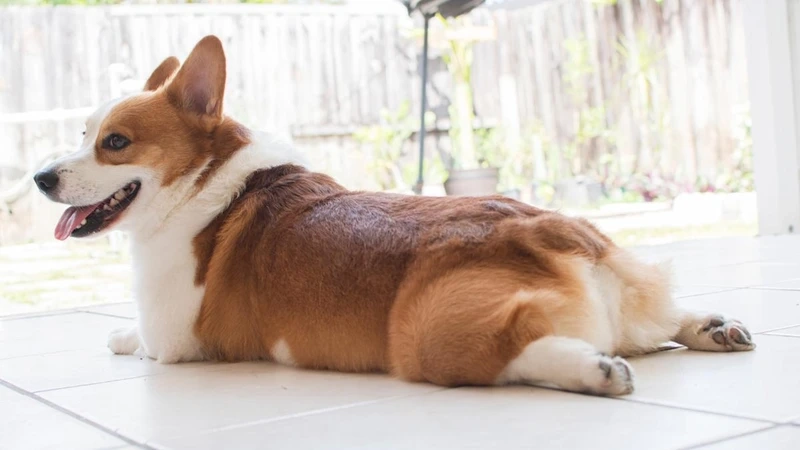Đáng yêu xỉu với chó Corgi cute xỉu