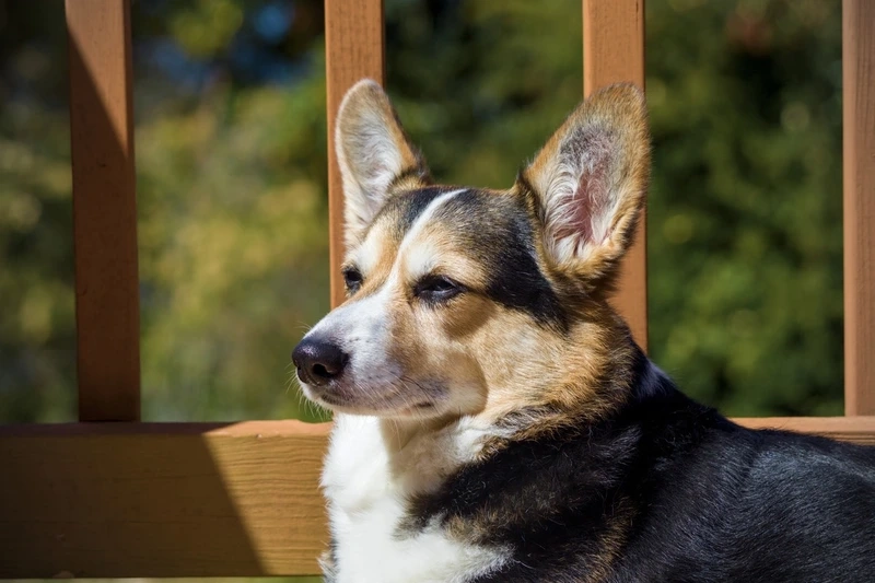 Sự ngọt ngào lan tỏa từ chó Corgi dễ thương