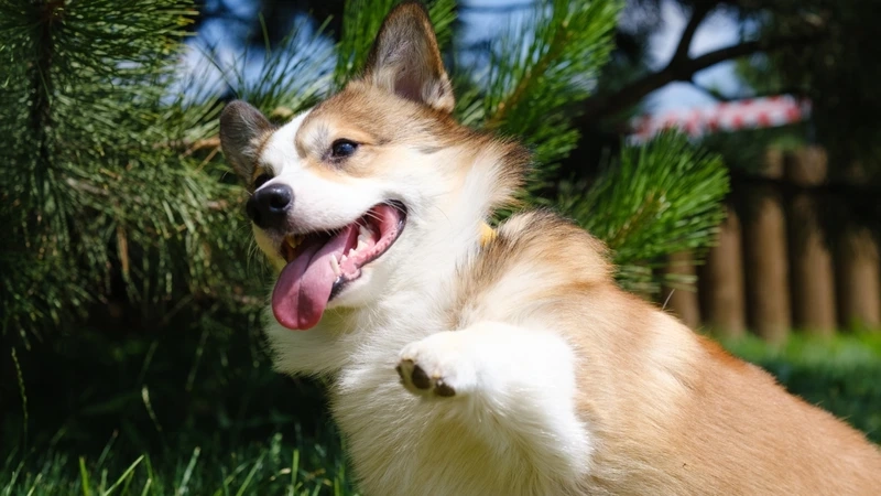 Tan chảy trước mông to dễ thương của chó Corgi mông to dễ thương