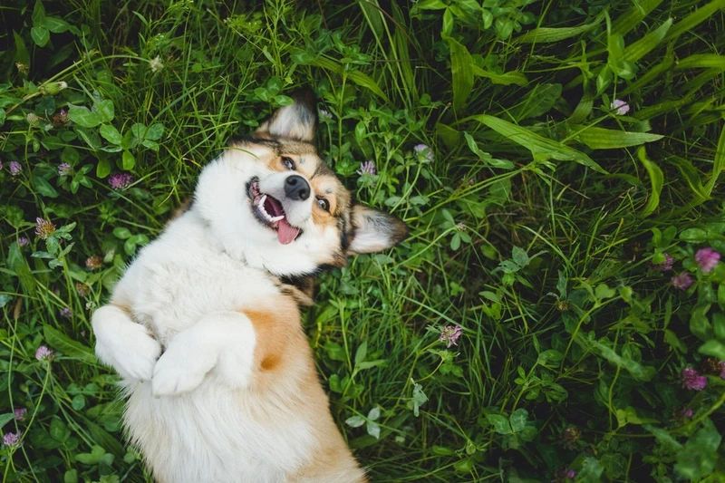 Tiếng cười bật lên nhờ chó Corgi hài hước