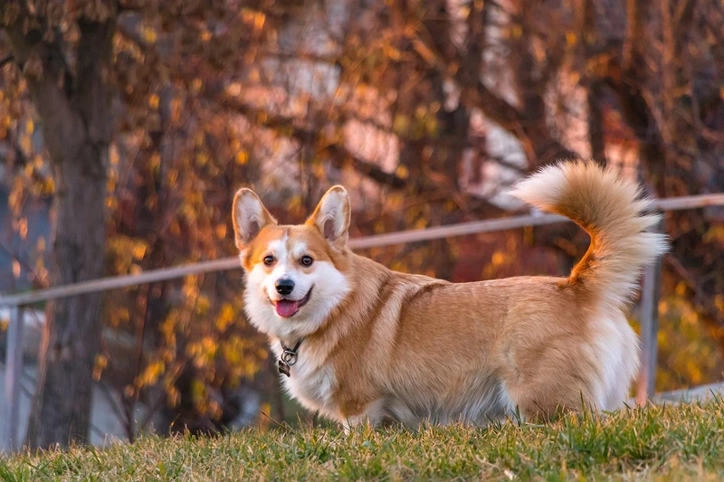 Tạo phong cách nổi bật với avatar chó Corgi